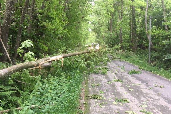 Interdiction d’accès à la forêt communale de Wintzenheim