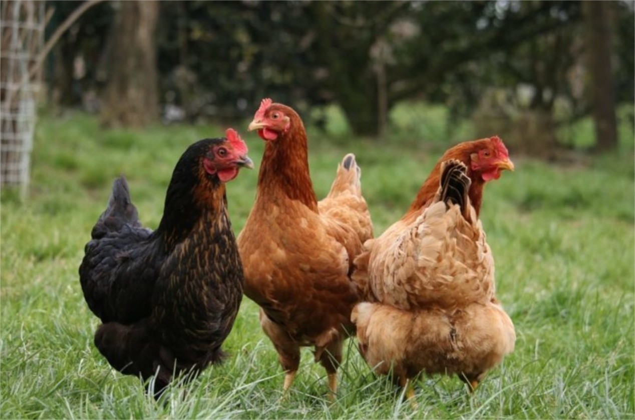 Opération “Des poules pour réduire ses déchets”